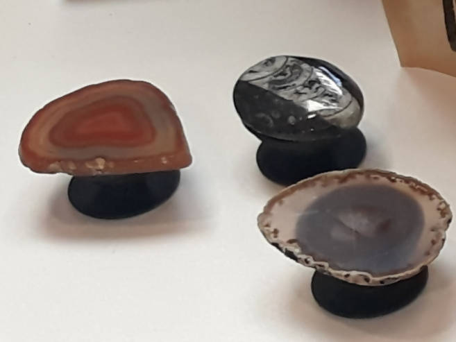 Pop socket agate/orthoceras